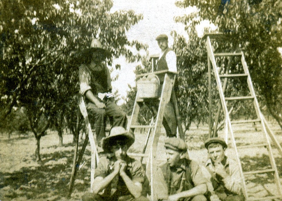 Peach pickers Bertram Farm Vineland Ontario 1912