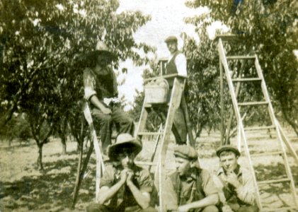 Peach pickers Bertram Farm Vineland Ontario 1912 photo