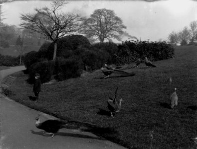 Peacocks in Belle Vue Park, Newport (4641384) photo