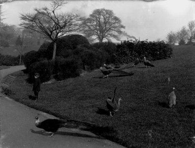 Peacocks in Belle Vue Park, Newport (4641384)