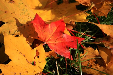 November autumn tree