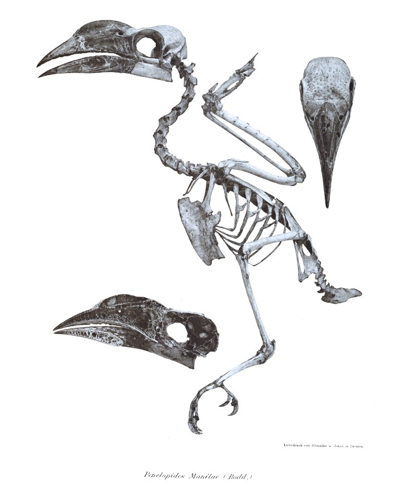 Penelopides manilae 4