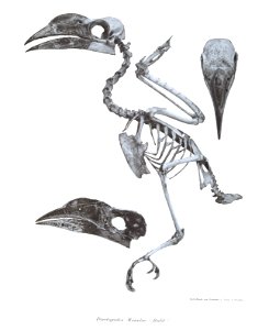 Penelopides manilae 4