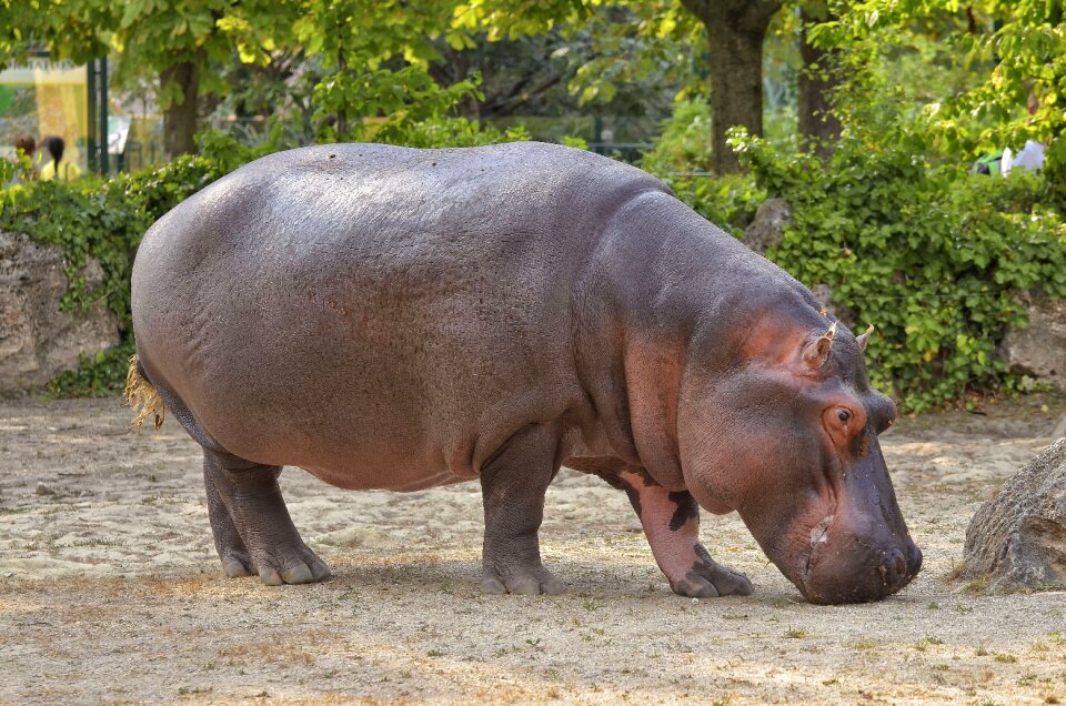 Mammal water herbivores