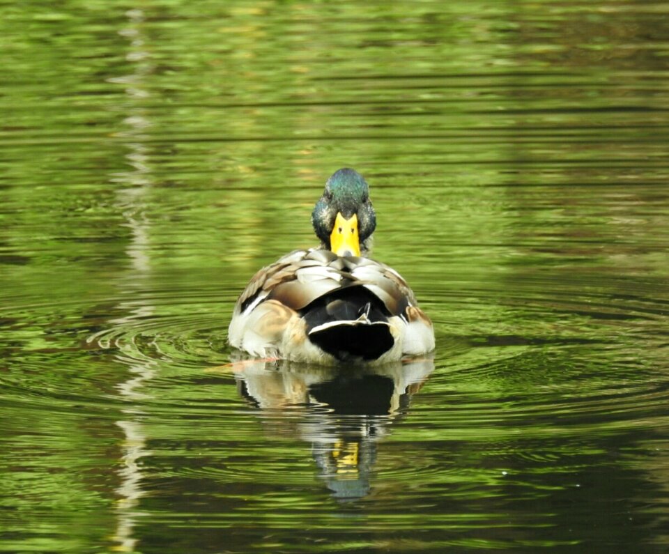 Drake water water bird