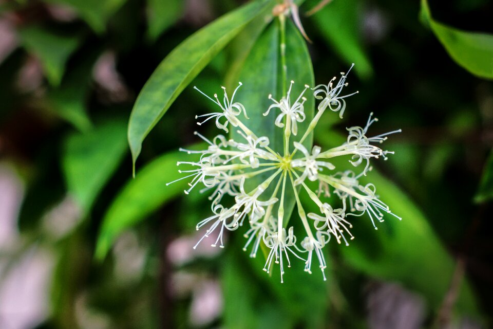 Flora leaf flower