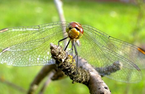 Animals closeup szablak yellow