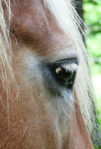 Haflinger horse eye horse head photo