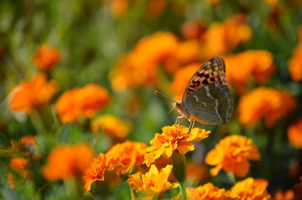 Spring nature summer