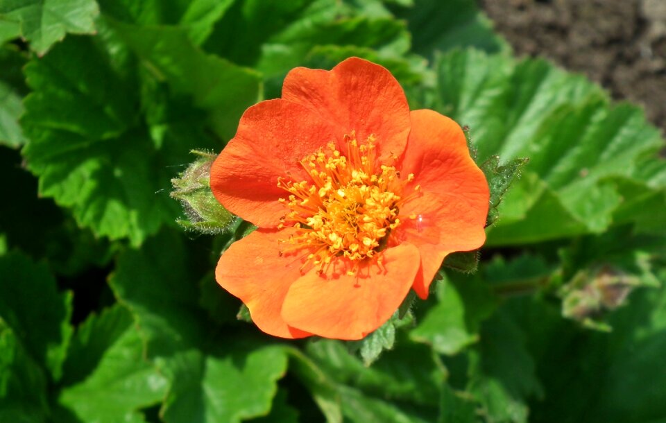 Maczek california summer garden