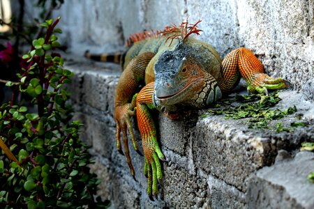 Outdoors wild reptilia