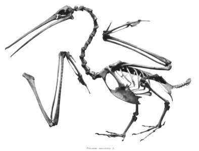 Pelecanus onocrotalus 131