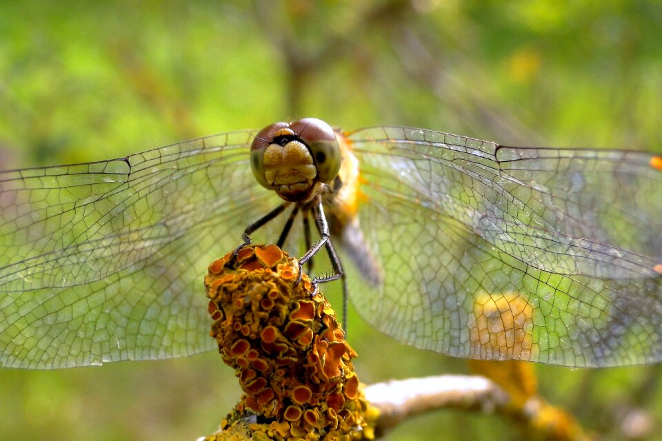 Insect invertebrates szablak yellow