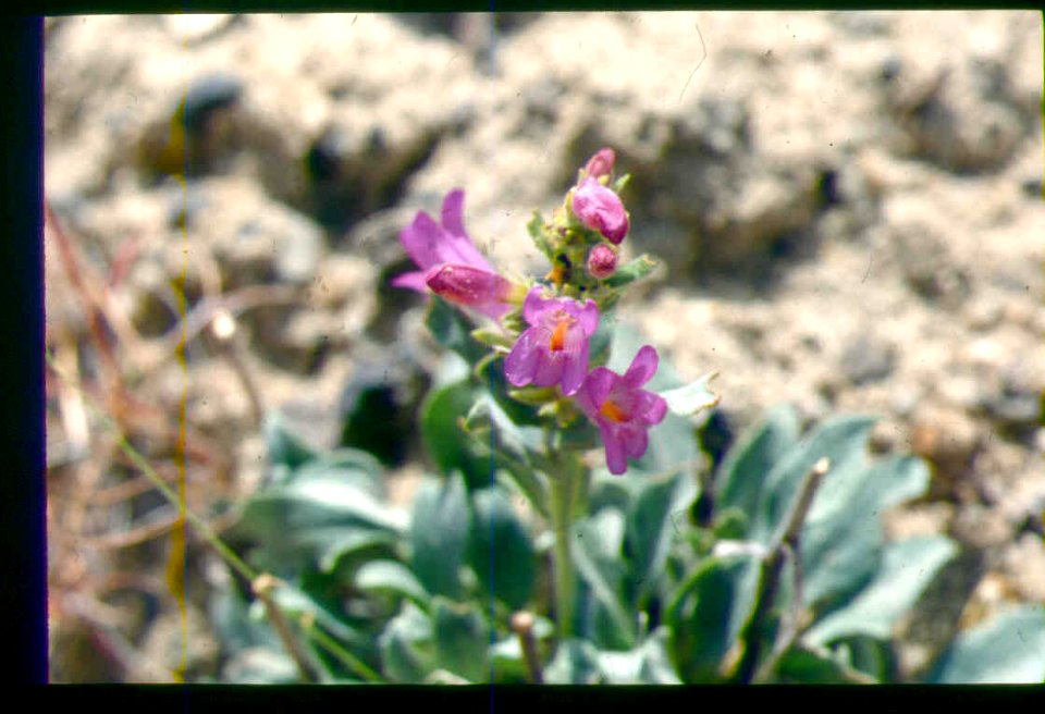 Penstemon janishiae flowering in SW Idaho