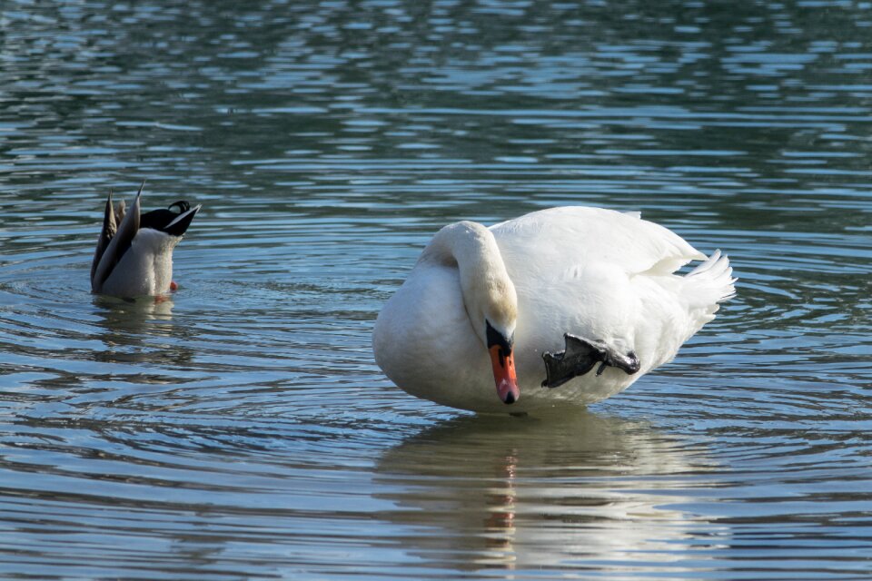 Nature animal swan