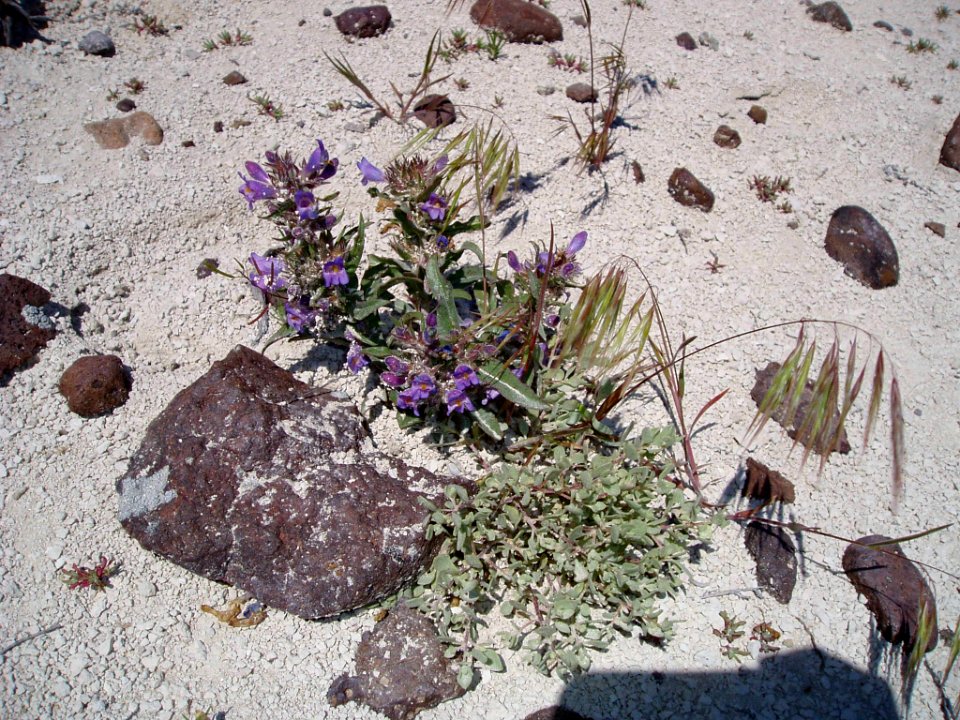 Penstemon janishiae in SW Idaho 5