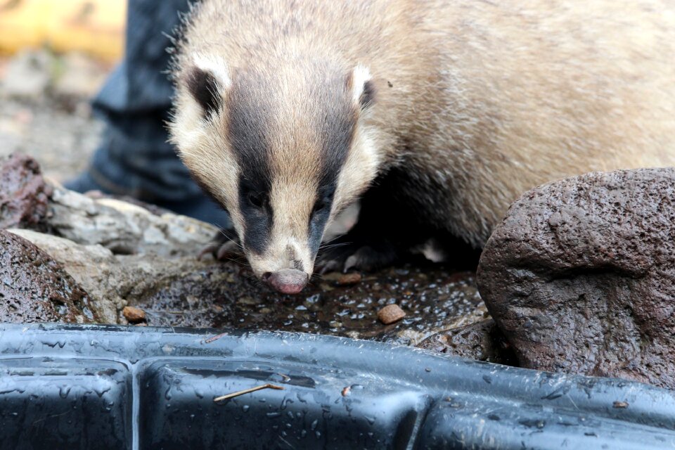 Predator cunha animal