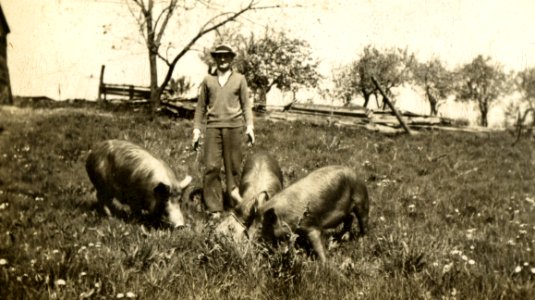 Peckham orchard animals06