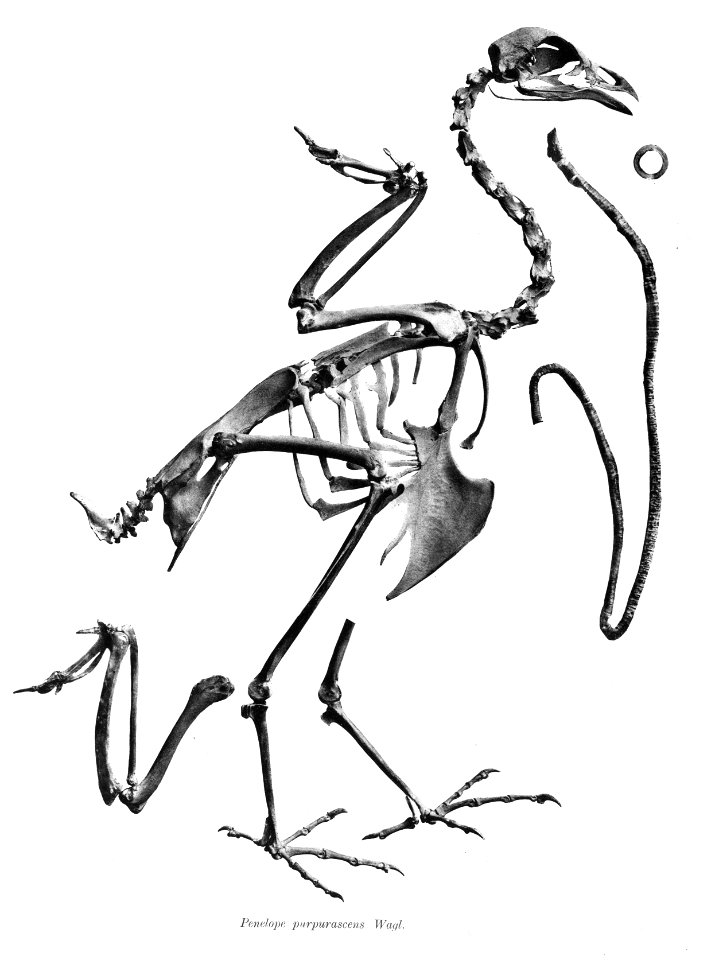 Penelope purpurascens 178