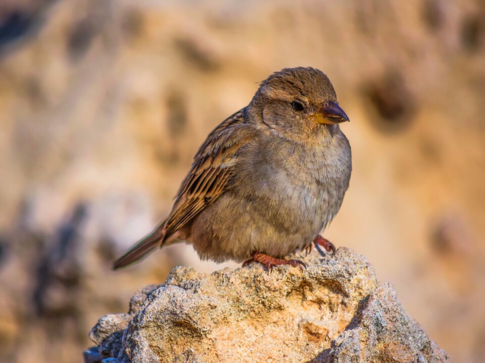 Bird animal outdoors photo