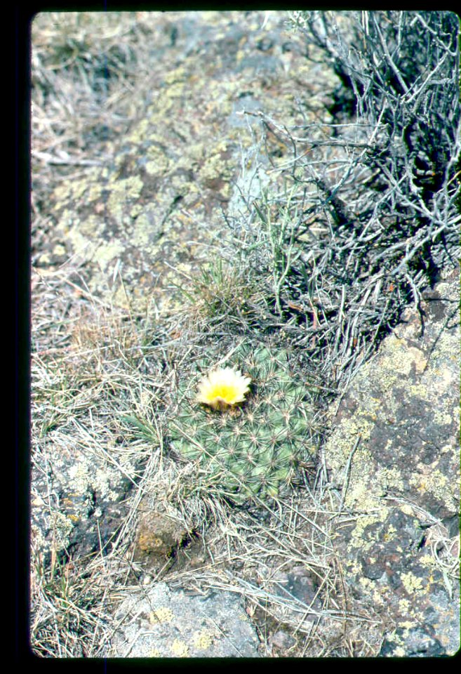 Pediocactus simpsonii in SW Idaho 3