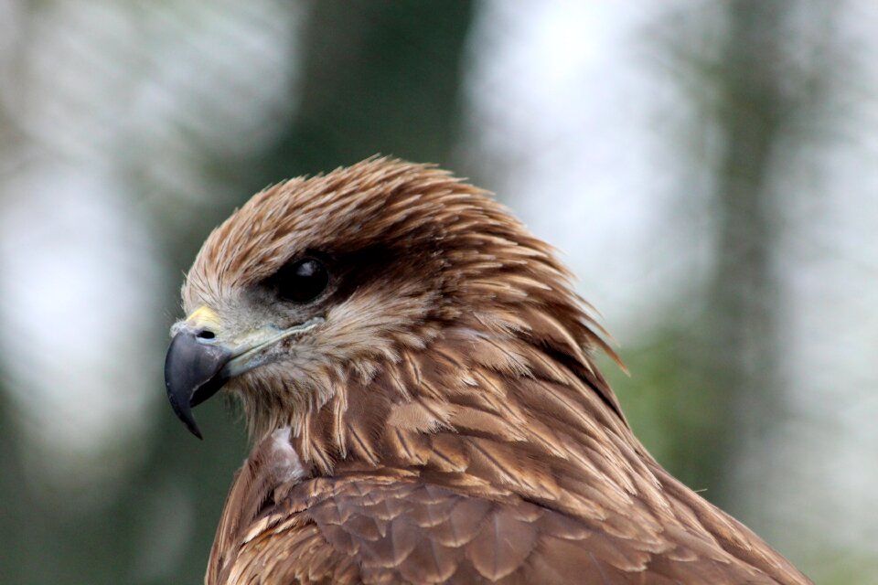 Hawk living nature nature