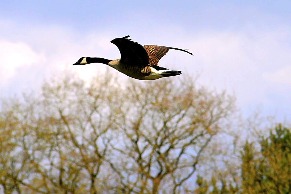 Bird nature water bird