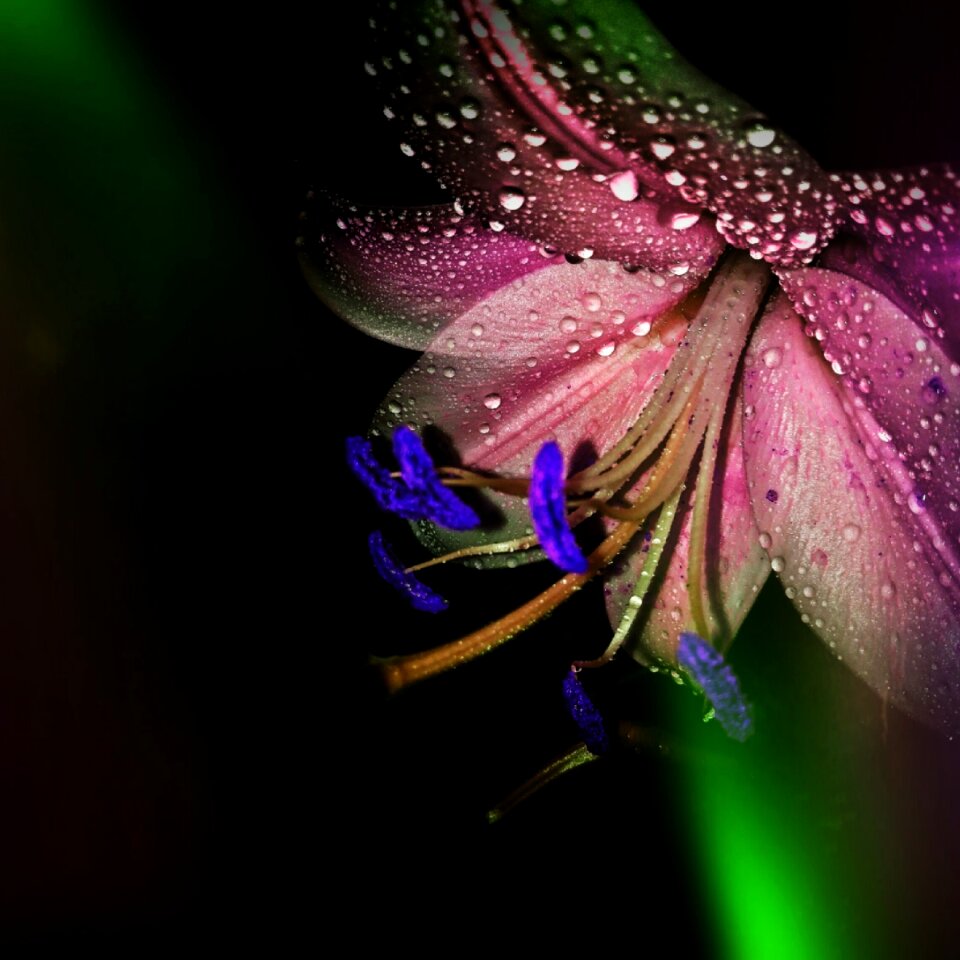 Flowers macro vegetable garden