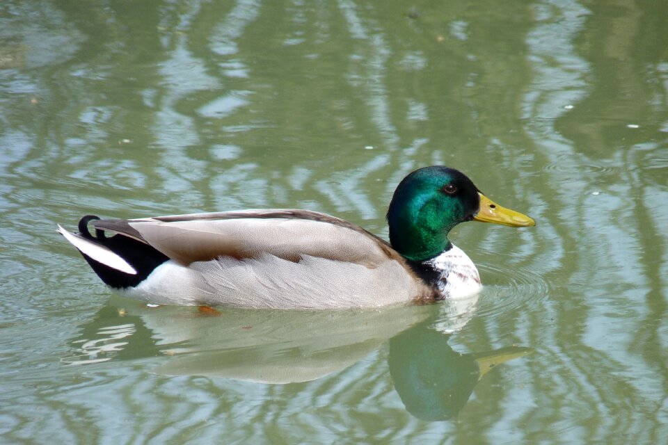 Beak pen volatile