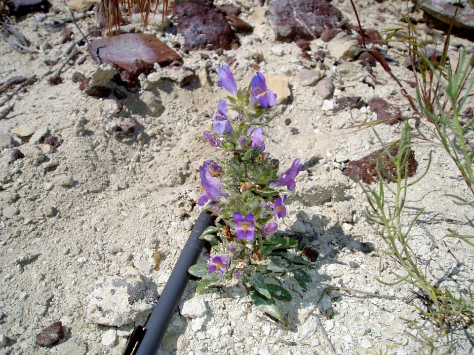 Penstemon janishiae flowering in SW Idaho 2