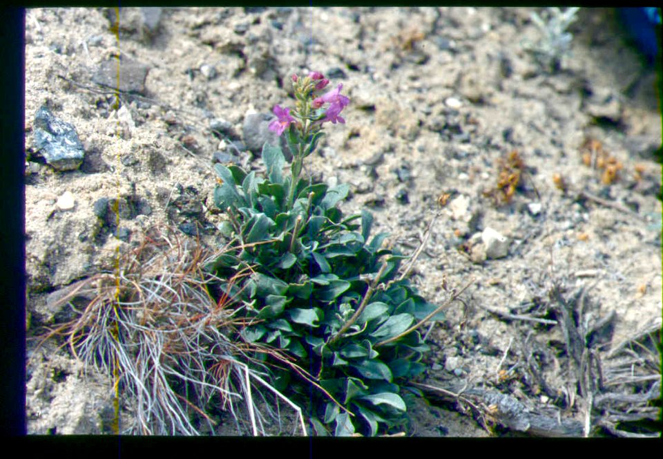 Penstemon janishiae in SW Idaho 3