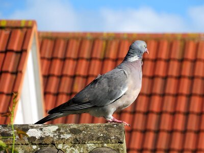 Roof rooftop perch