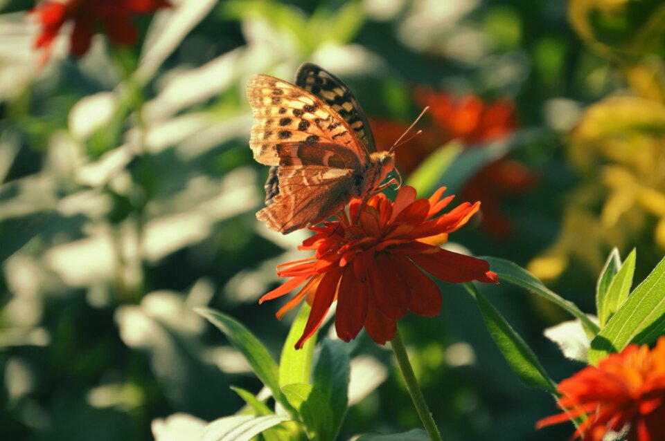 Butterfly nature plant