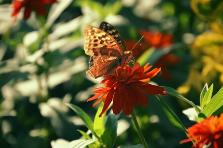 Butterfly nature plant