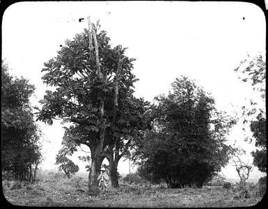 Pelee Trees recovering YORYM-TA0304