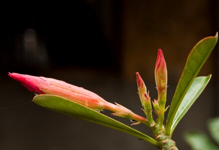 Gardening flower background wet