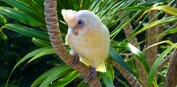 Animal bird parrot photo