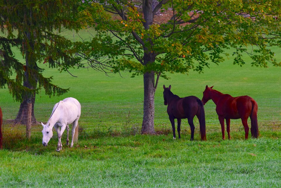 White horse animal nature