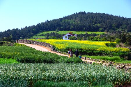 Panorama of farm spring