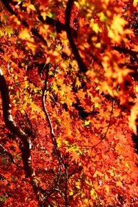 Autumn color japan photo