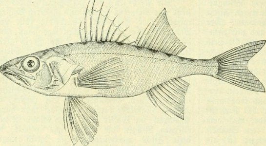 Percarina demidoffii