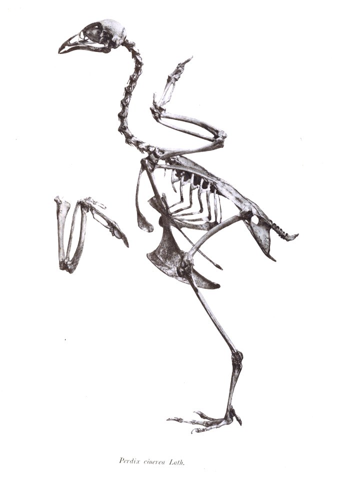 Perdix cinerea 100