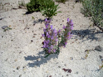 Penstemon janishiae flowering in SW Idaho 3