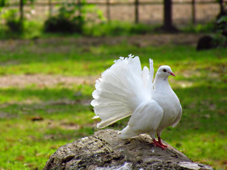 Bird nature freedom