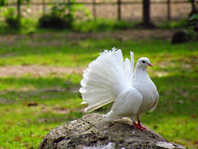 Bird nature freedom