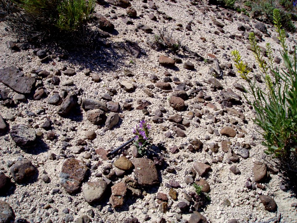 Penstemon janishiae in SW Idaho 4