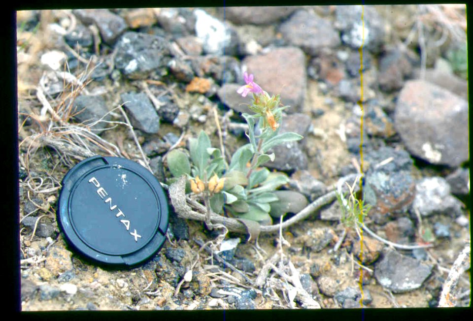 Penstemon janishiae plant in SW Idaho