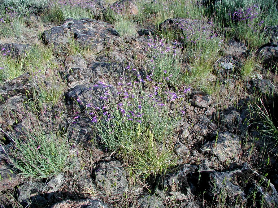 Penstemon seorsus plant in SW Idaho 3