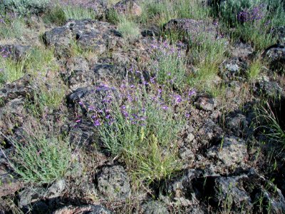 Penstemon seorsus plant in SW Idaho 3