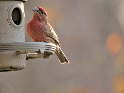 Wildlife finch scarlet